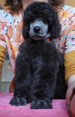 Les chiots de Caniche