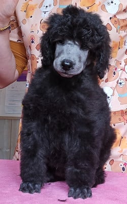 Les chiots de Caniche