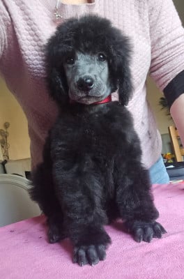 Les chiots de Caniche