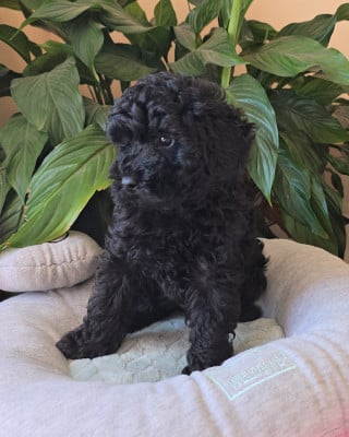 Les chiots de Caniche