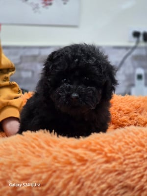 Les chiots de Caniche