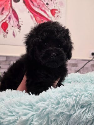 Les chiots de Caniche