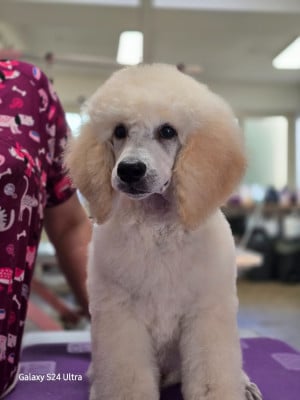 Les chiots de Caniche