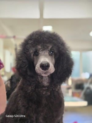 Les chiots de Caniche