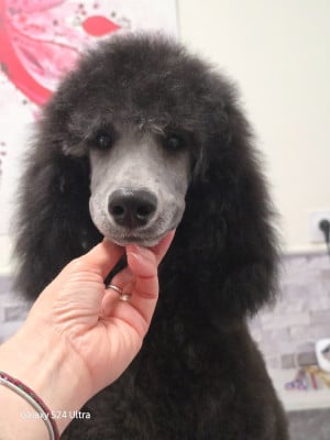 Les chiots de Caniche