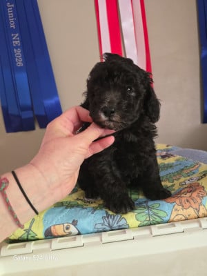 Les chiots de Caniche