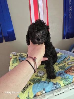 Les chiots de Caniche
