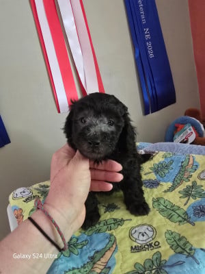 Les chiots de Caniche