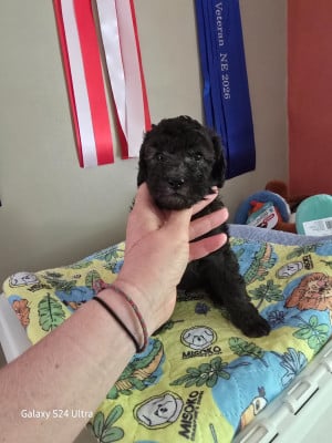 Les chiots de Caniche