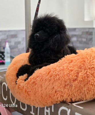 Les chiots de Caniche