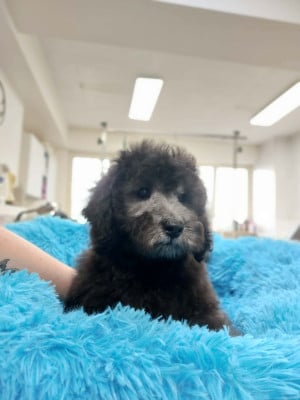 Les chiots de Caniche