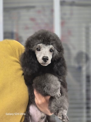 Posh - Caniche