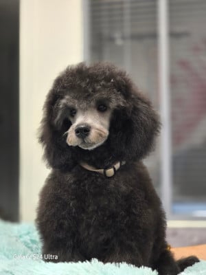 Trendy - Caniche