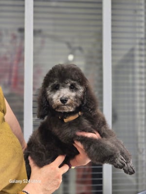 Pearl - Caniche