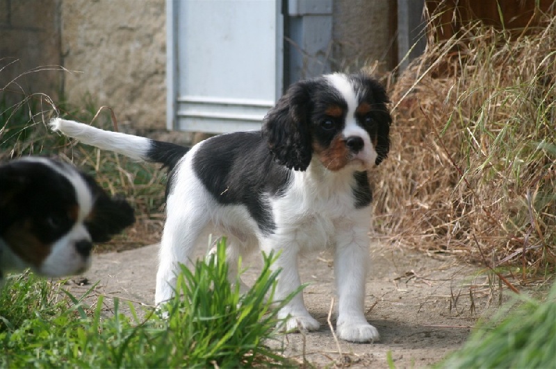 Hylander Du manoir de la licorne