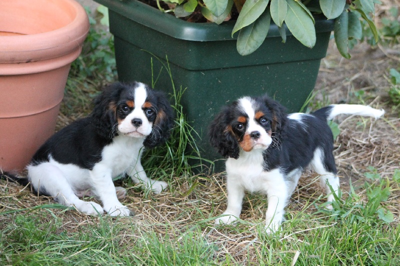 Hylander Du manoir de la licorne
