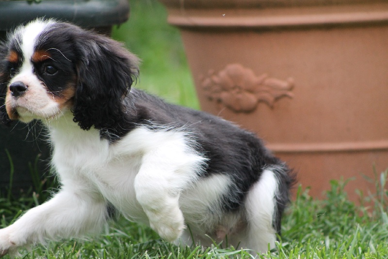 Hylander Du manoir de la licorne