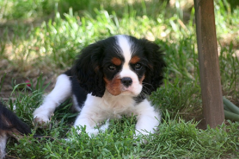 Hylander Du manoir de la licorne