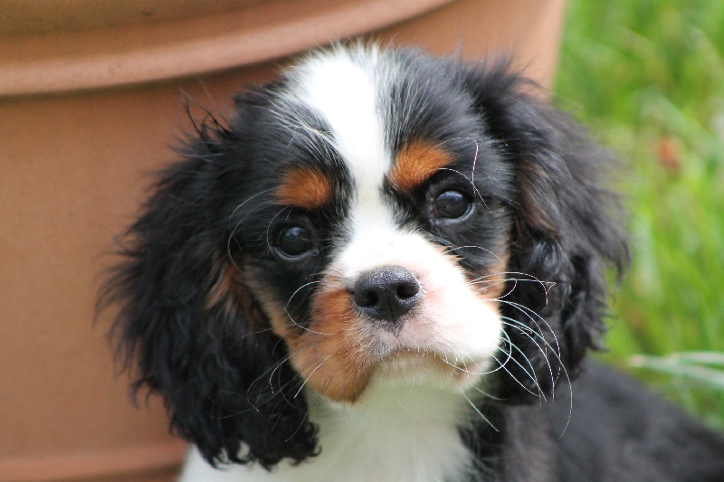 Hylander Du manoir de la licorne