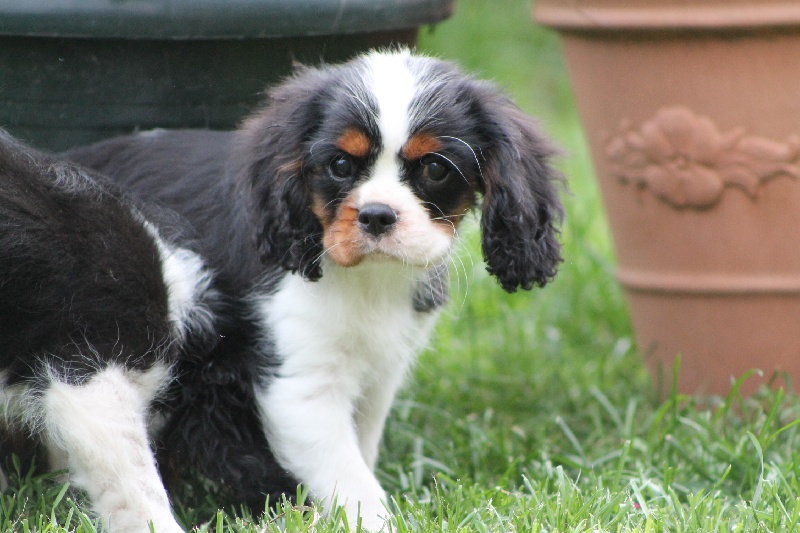 Hylander Du manoir de la licorne