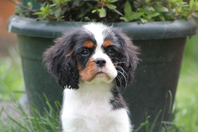 Hylander Du manoir de la licorne