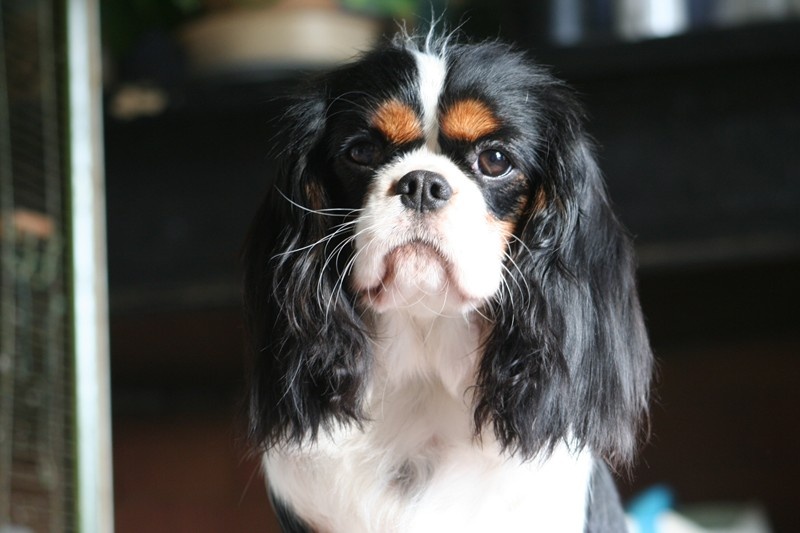 Eizer Du manoir de la licorne - 3ème excellent