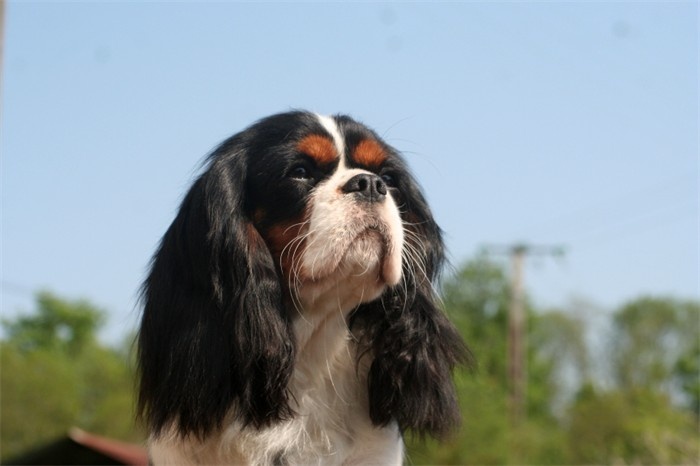 Eizer Du manoir de la licorne - Deuxième excellente