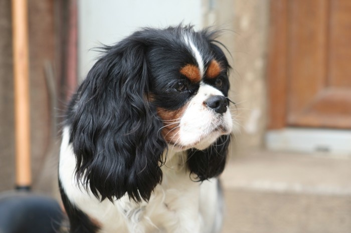 Eizer Du manoir de la licorne - 10/10