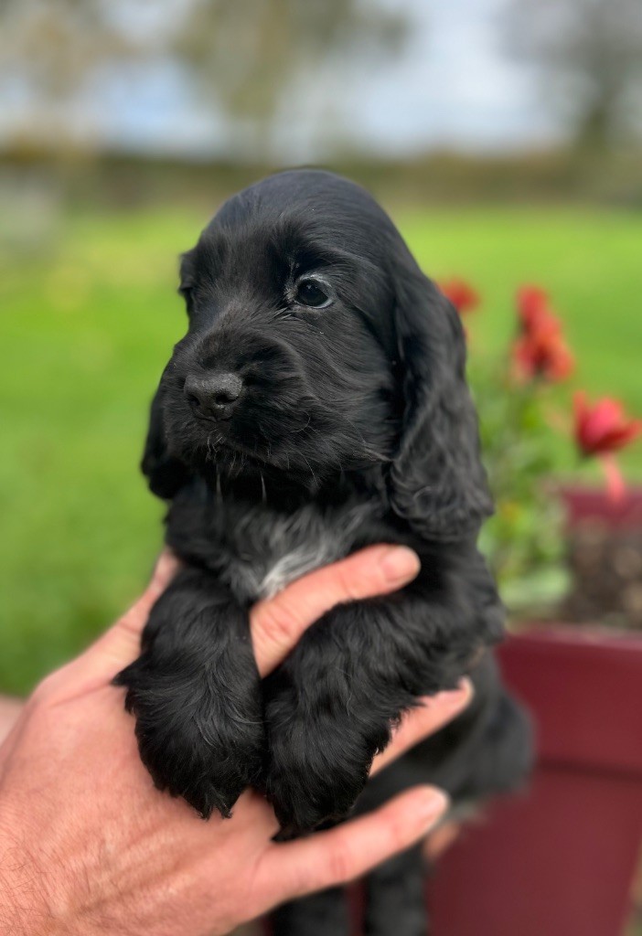 A.......... OF LOVING STAR