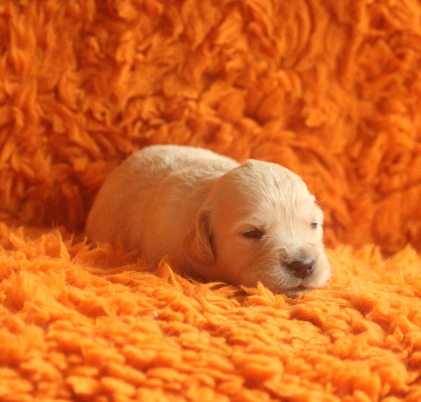 CHIOT 2 - Golden Retriever