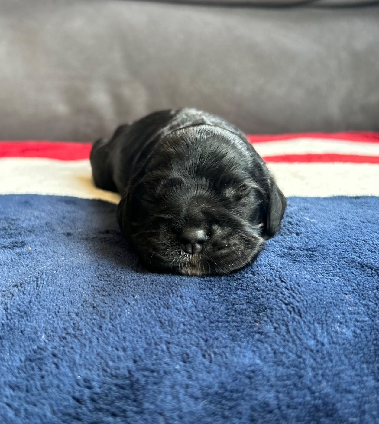 Femelle noire et feu - American Cocker Spaniel