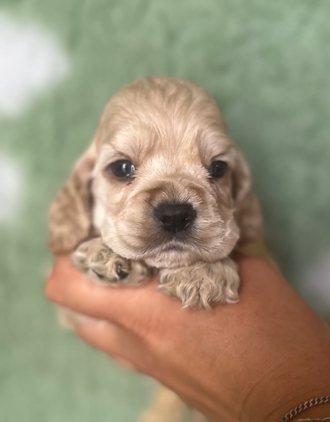 Mâle blond - American Cocker Spaniel