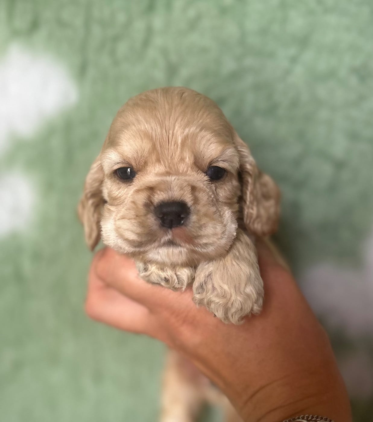 Mâle blond - American Cocker Spaniel