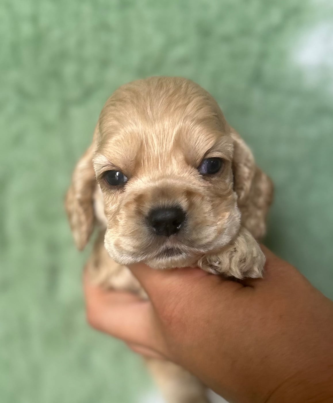 Mâle blond - American Cocker Spaniel