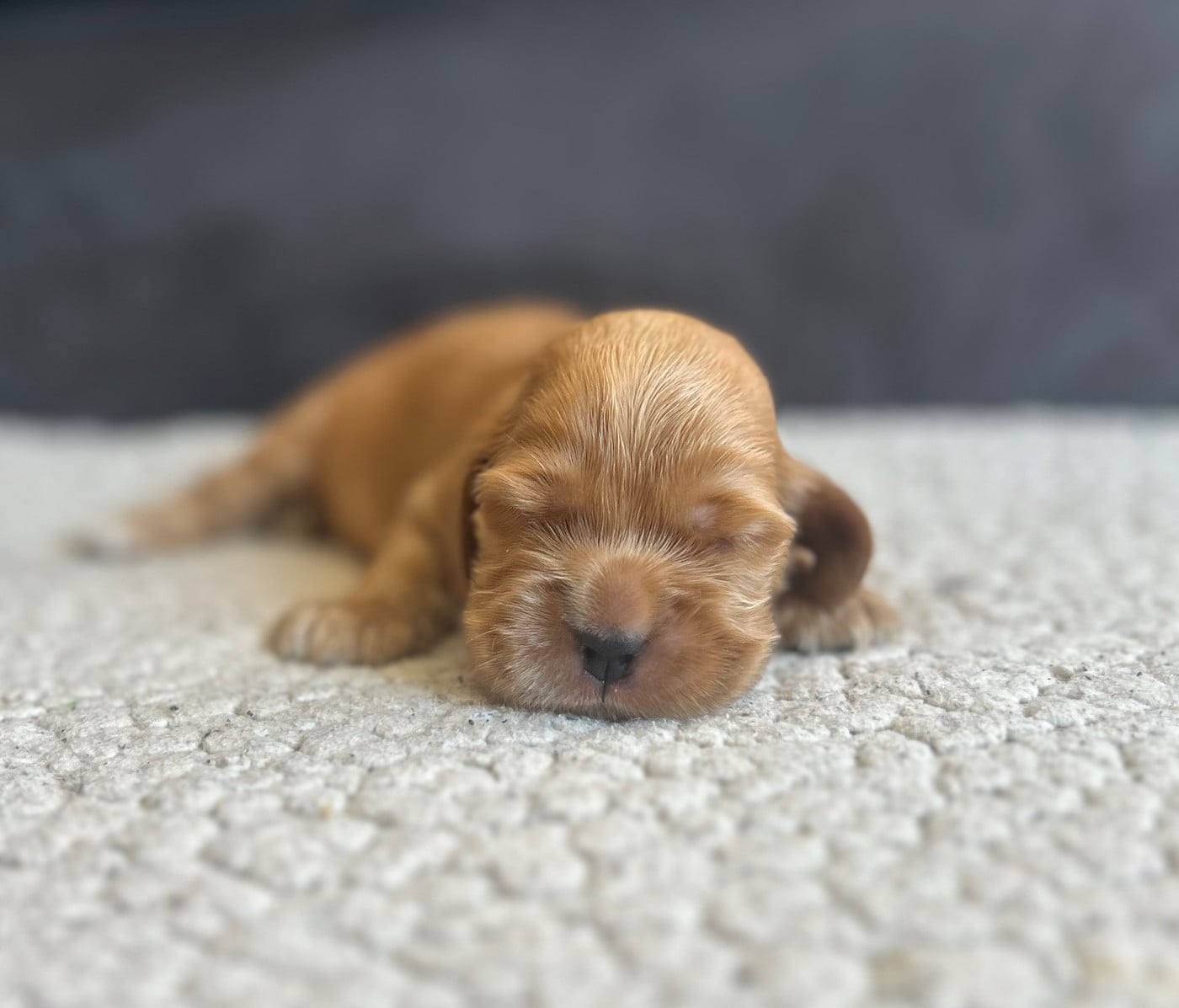 Chiot N°3 - Cocker Spaniel Anglais