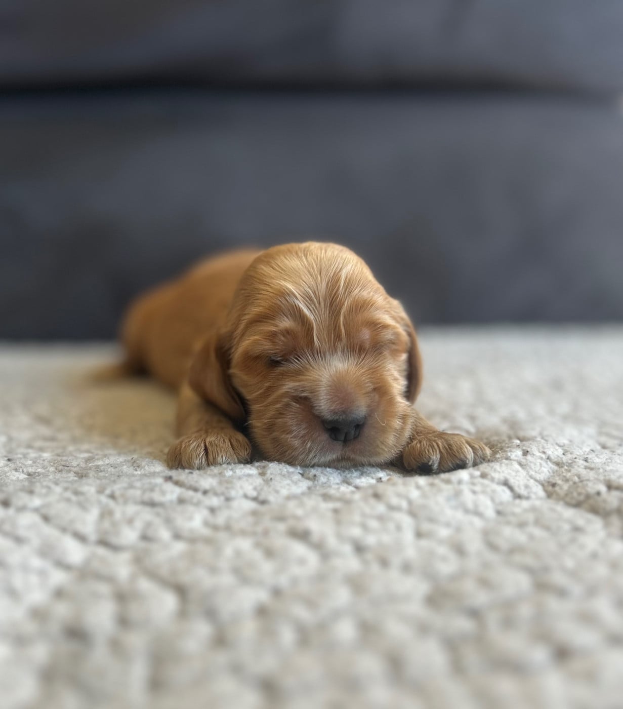 Chiot N°1 - Cocker Spaniel Anglais
