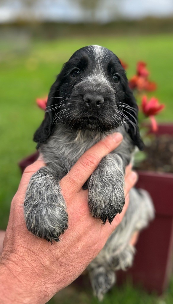 A.......... OF LOVING STAR