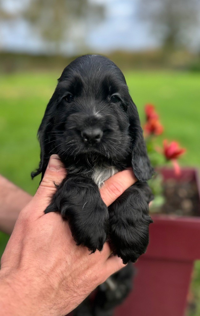 A.......... OF LOVING STAR