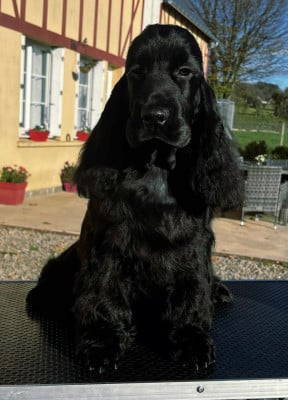 Les chiots de Cocker Spaniel Anglais