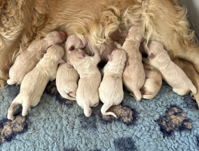 Les chiots de Golden Retriever