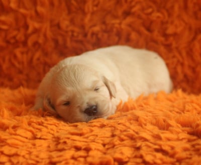 Les chiots de Golden Retriever
