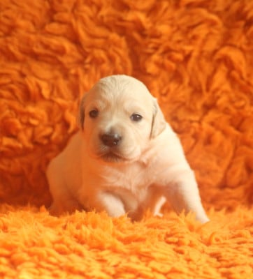 Les chiots de Golden Retriever
