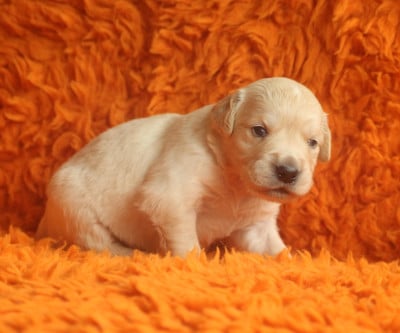 Les chiots de Golden Retriever