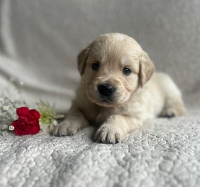 Les chiots de Golden Retriever