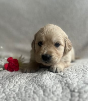 Les chiots de Golden Retriever