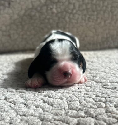 Les chiots de American Cocker Spaniel