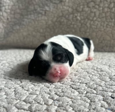 Les chiots de American Cocker Spaniel