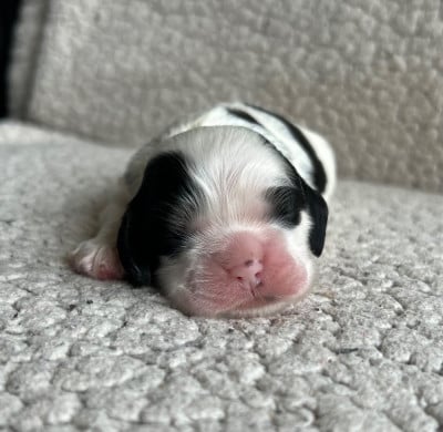 Les chiots de American Cocker Spaniel