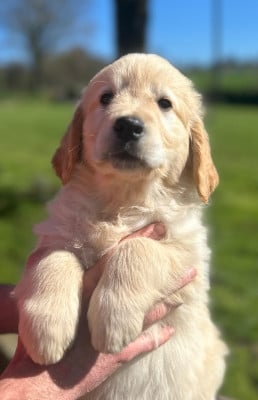 Les chiots de Golden Retriever