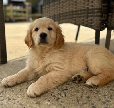 Les chiots de Golden Retriever